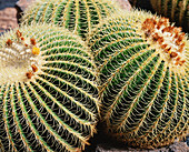 Kakteen im Jardin De Cactus, Nahaufnahme