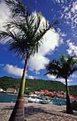 Palmen und Boote im Hafen von Gustavia