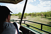 Viewing Giraffe From Safari Vehicle, Ruaha National Park