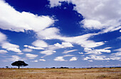 Einzelner Baum auf Serengeti-Ebene