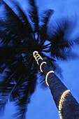 Palm Tree With Fairy Lights, Blurred Motion