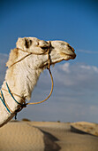 Kamel in der Wüste Sahara beim Trekking von Douz, Nahaufnahme