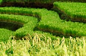 Grüner Reisanbau, Nahaufnahme