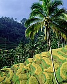 Terrassenförmig angelegte Reisfelder und Palmen
