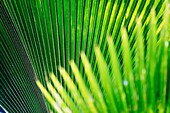 Leaves Of Tropical Plant, Close Up