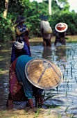 Frauen in traditionellen Hüten pflanzen Reis von Hand
