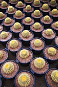 Large Group Of Cacti In Pots