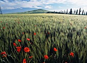 Looking Over Field Of Wheat With Poppies At Dawn