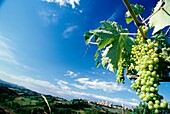 Grapes In Vineyard