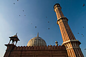 Jami Masjid und Vögel