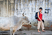 Tourist mit Rucksack geht an einer Kuh auf den Straßen von Delhi vorbei