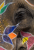 Detail eines Auges im Gesicht eines geschmückten Elefanten im Amber Fort