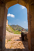 Elephant Going Down Path At Amber Fort
