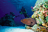 Diver Watching Muraena Underwater