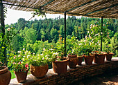 Pots On Covered Patio