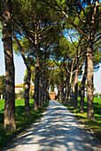 Tree Lined Road Leading To Building