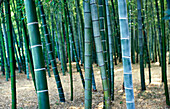 Bambusbaumwald, Nahaufnahme