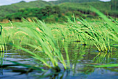 Junge Reissprossen im Reisfeld, tiefer Blickwinkel