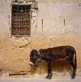 Donkey And Window In Medina