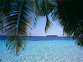 Blick auf Insel und Palmblätter