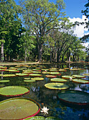 Pond With Lilies At Botanical Gardens