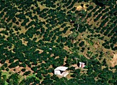 Coffee Estate In The Blue Mountains Portland Parish, High Angle View