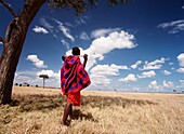 Masai Man Standing Under Flat Topped Acaia Tree