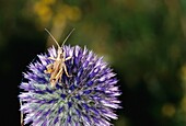 Grasshopper On Steppe Flower, Close Up