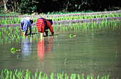 Two Rice Pickers In A Paddy Field