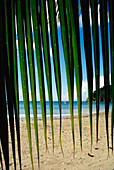 Blick durch Palmblätter auf den Strand