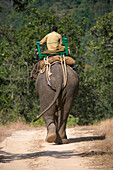 Man Riding On Elephant In Safari Park