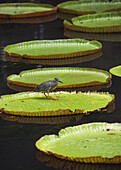 Fischervogel auf riesigem Seerosenblatt im Teich des Botanischen Gartens