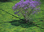 Blühender Jacaranda-Baum inmitten von Teesträuchern auf Teeplantage