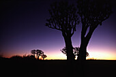 Köcherbäume in der Abenddämmerung