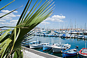 Yachten und Boote im Yachthafen mit Palme im Vordergrund