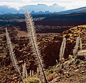 Felsformationen in der vulkanischen Caldera um den Berg Teide, mit Pflanzen im Vordergrund.
