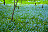 Blue Forget-Me-Nots, New Minas, Nova Scotia.