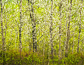 Weiße Frühlingspappelblätter, Cole Harbour Heritage Provincial Park, Nova Scotia