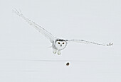 Weibliche Schneeeule fängt im Sturzflug einen Lemming auf der Schneedecke, Saint-Barthelemy, Quebec, Kanada, Winter