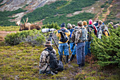 People Watching Alaska Bull Moose At Close Range During The Rut, Powerline Pass, Chugach State Park, Chugach Mountains, Alaska