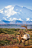 Karibu-Bulle, der auf einer Bergkette steht, mit dem Mt. McKinley und dem Denali National Park und Preserve im Hintergrund, Inneres Alaska, Herbst. Zusammengesetzt