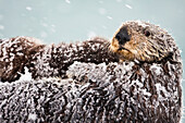 Sea Otter With Snow Covering Fur Holding Newborn Pup During Blizzard, Prince William Sound, Southcentral Alaska, Winter