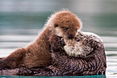 Female Sea Otter Holding Newborn Pup Out Of Water, Prince William Sound, Southcentral Alaska, Winter