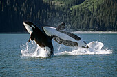 Double Breaching Orcas Bainbridge Passage Prince William Sound Alaska Summer Southcentral