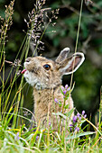 Close Up Of A Snowshoe Hare Eating Grass In Denali National Park & Preserve, Interior Alaska, Summer