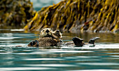 Sea Otter Floating With Pup In Orca Inlet, Off Prince William Sound Near Cordova, Southcentral Alaska, Summer