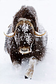 Gefangen: Moschusochse im Schnee, Alaska Wildlife Conservation Center, Süd-Zentral-Alaska, Winter