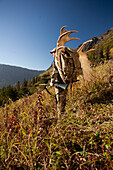 Männlicher Elchjäger hält an, um die Aussicht zu genießen, während er mit einem Trophäen-Elchgeweih auf seinem Rucksack aus dem Jagdgebiet wandert, Bird Creek Drainage Area, Chugach Mountains, Chugach National Forest, Southcentral Alaska, Herbst