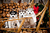 Siberian Husky-Welpen in traditionellem hölzernen Hundeschlitten mit Weihnachtskranz, Alaska