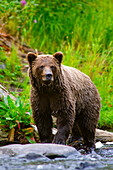 A Brown Bear Fishing For Salmon On The Russian River, Kenai Peninsula, Southcentral, Alaska